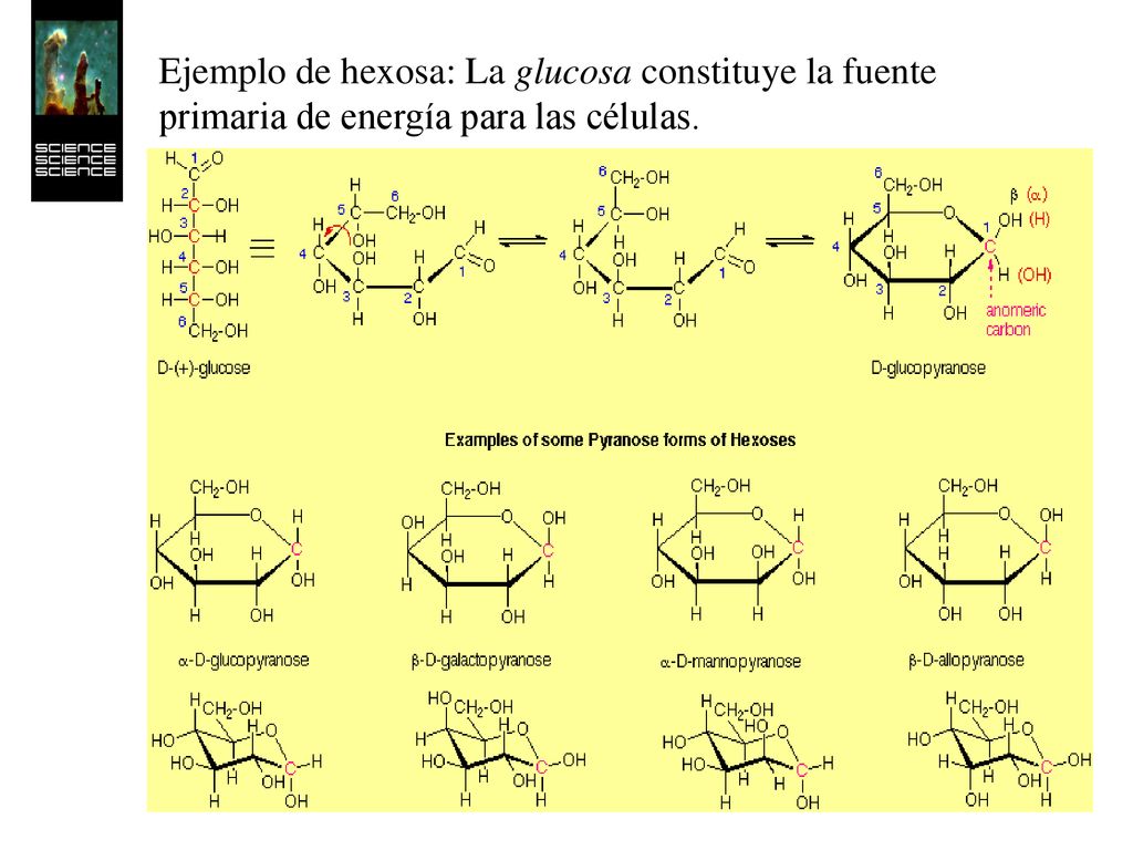 Ejemplo de hexosa: La glucosa constituye la fuente primaria de energía para las células.