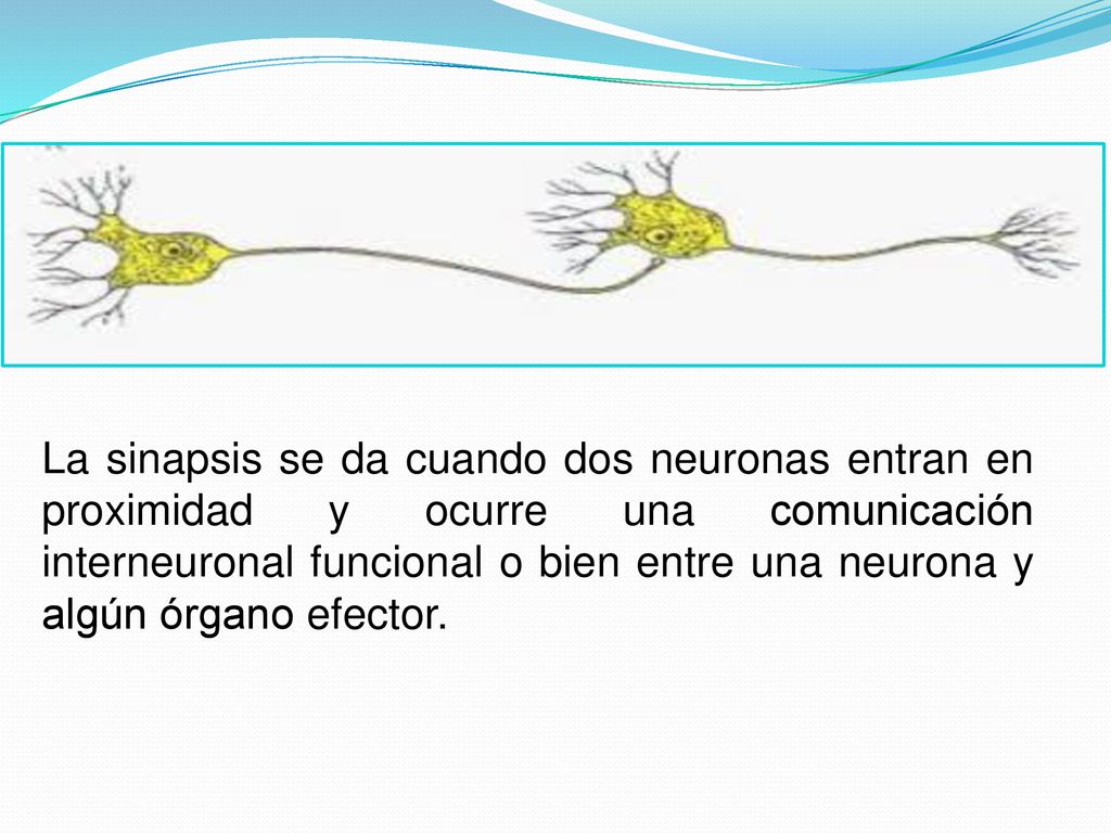 La sinapsis se da cuando dos neuronas entran en proximidad y ocurre una comunicación interneuronal funcional o bien entre una neurona y algún órgano efector.