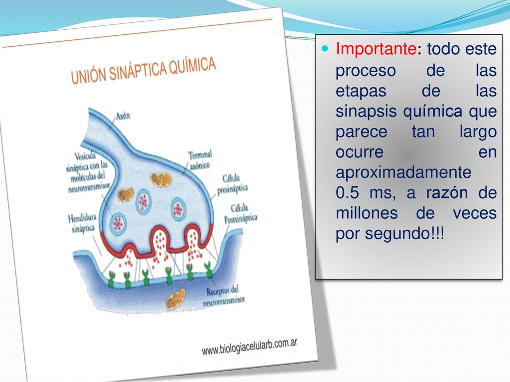 Importante: todo este proceso de las etapas de las sinapsis química que parece tan largo ocurre en aproximadamente 0.5 ms, a razón de millones de veces por segundo!!!