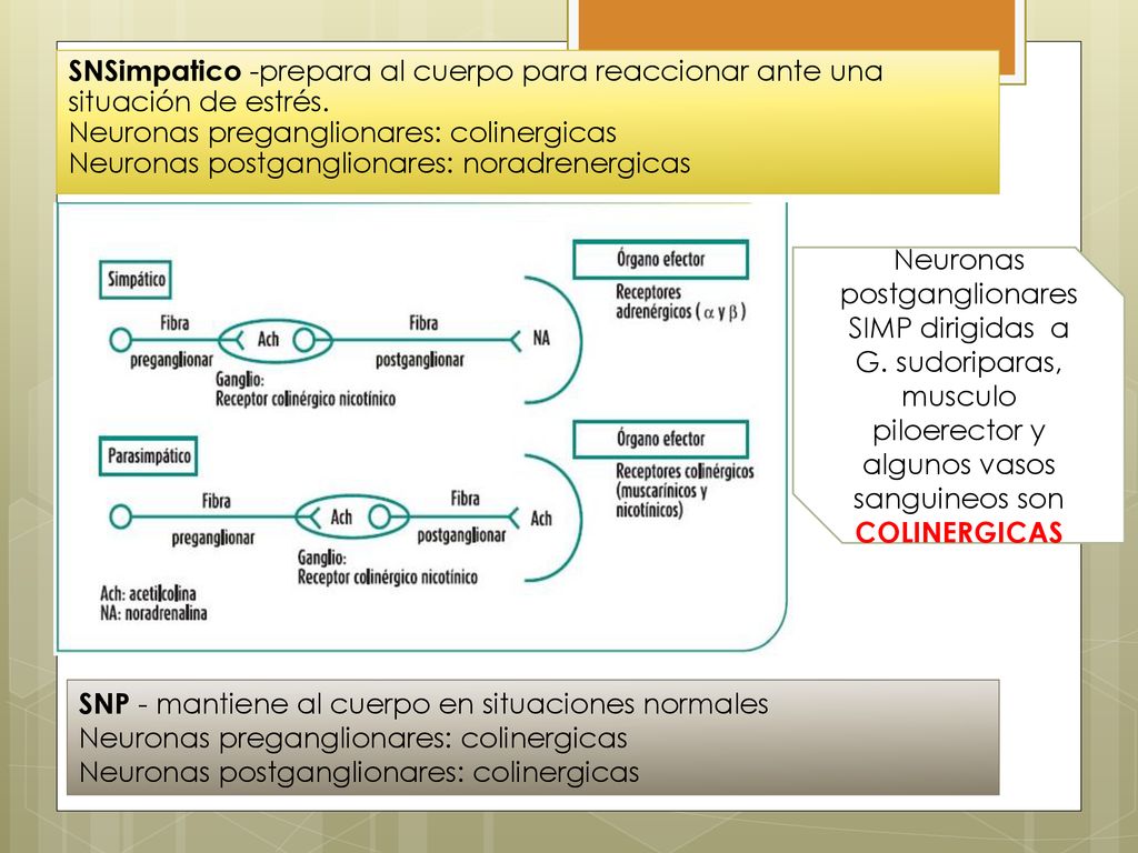 SNSimpatico -prepara al cuerpo para reaccionar ante una situación de estrés. Neuronas preganglionares: colinergicas Neuronas postganglionares: noradrenergicas