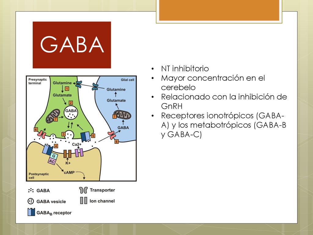 GABA NT inhibitorio Mayor concentración en el cerebelo