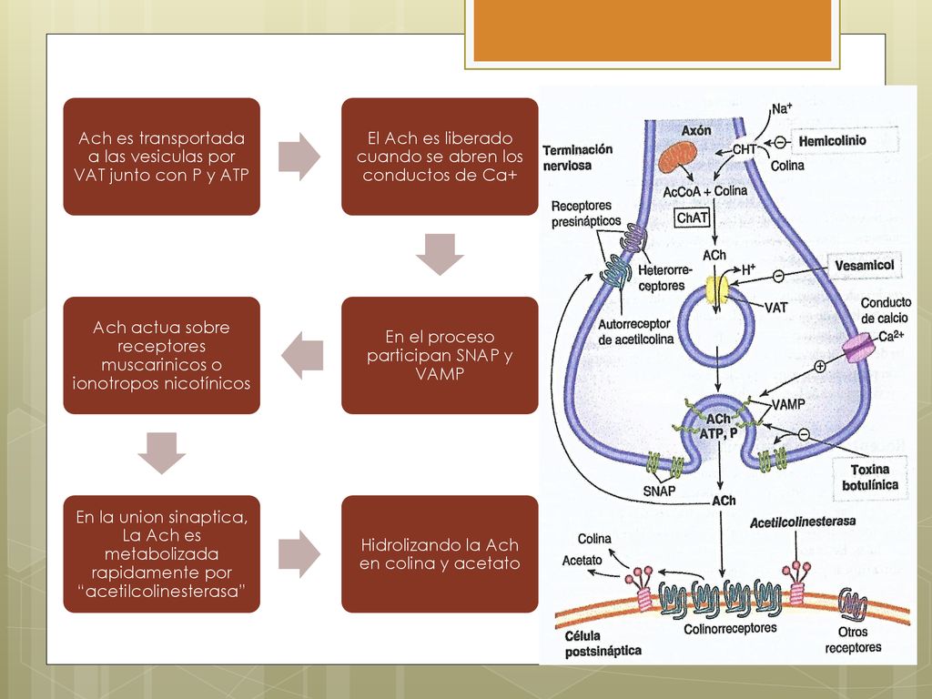 Ach es transportada a las vesiculas por VAT junto con P y ATP
