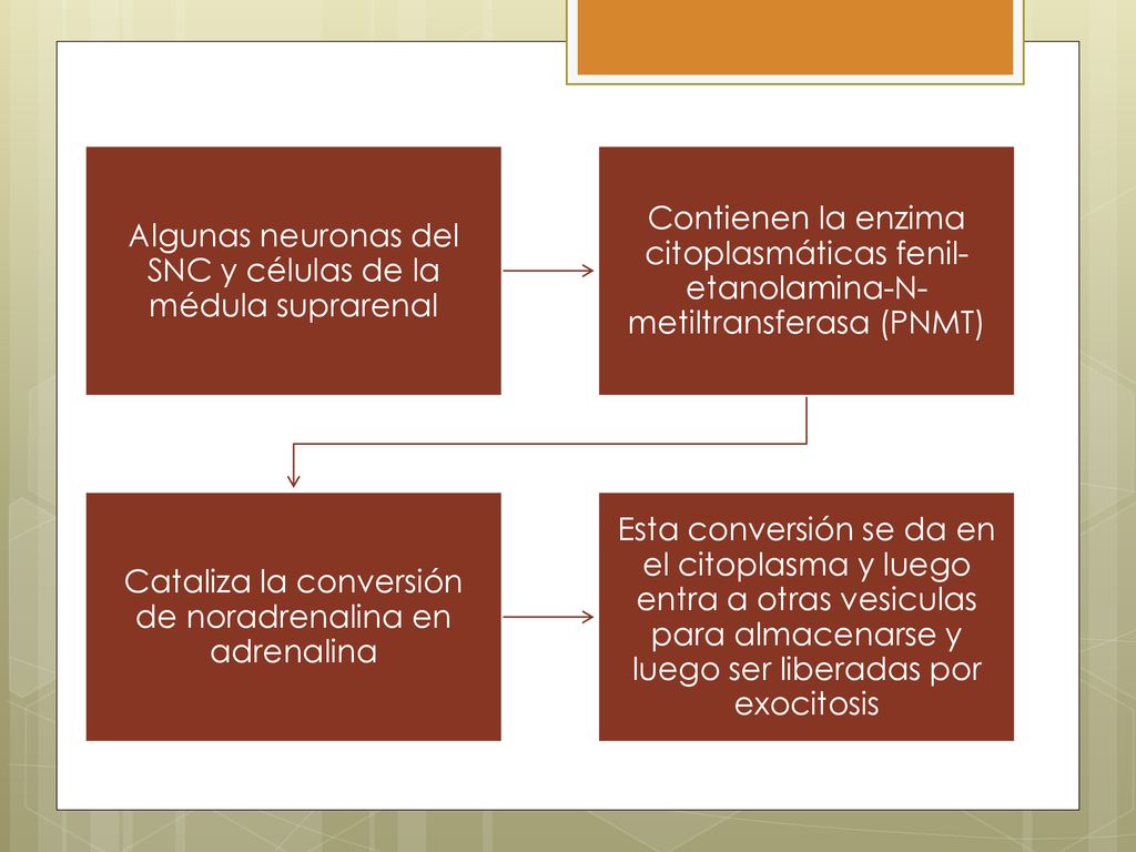 Algunas neuronas del SNC y células de la médula suprarenal