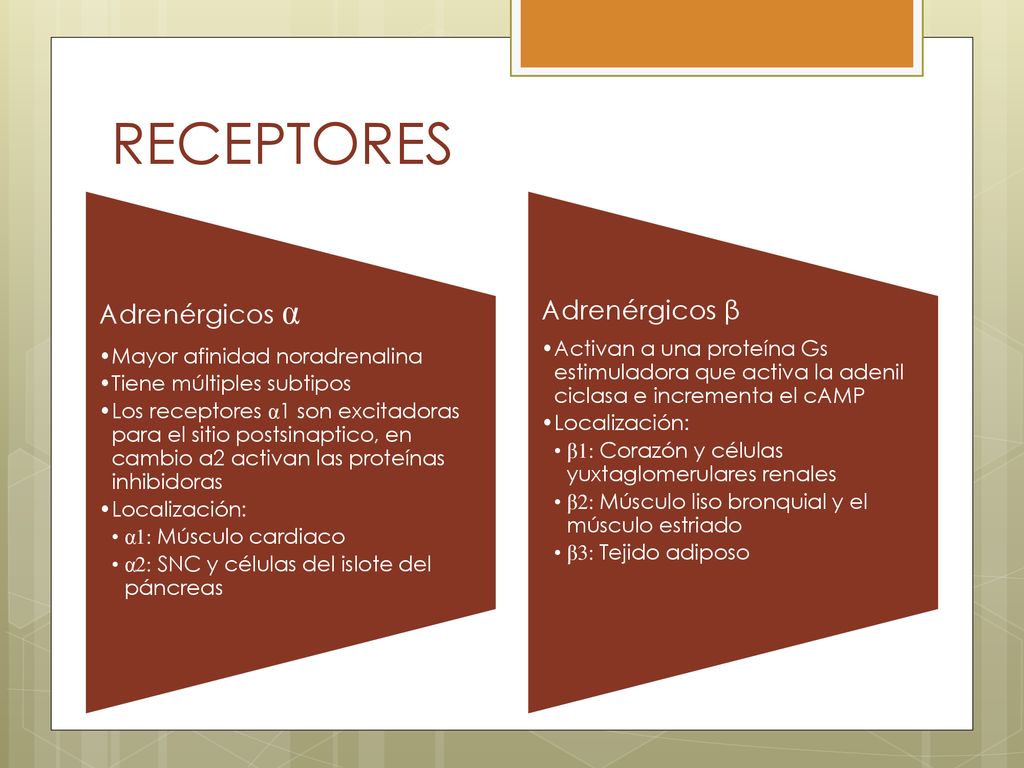 RECEPTORES Adrenérgicos α Adrenérgicos β Mayor afinidad noradrenalina