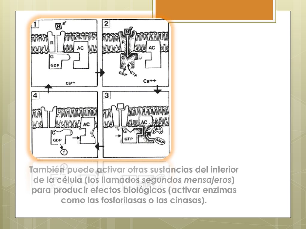 También puede activar otras sustancias del interior de la célula (los llamados segundos mensajeros) para producir efectos biológicos (activar enzimas como las fosforilasas o las cinasas).