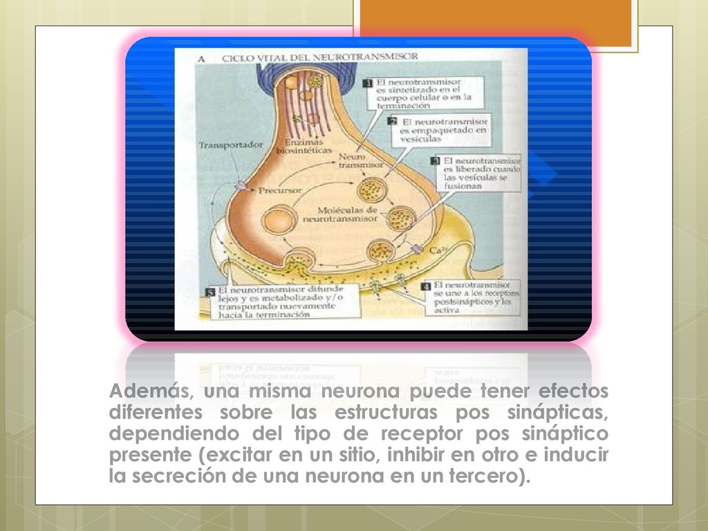 Además, una misma neurona puede tener efectos diferentes sobre las estructuras pos sinápticas, dependiendo del tipo de receptor pos sináptico presente (excitar en un sitio, inhibir en otro e inducir la secreción de una neurona en un tercero).