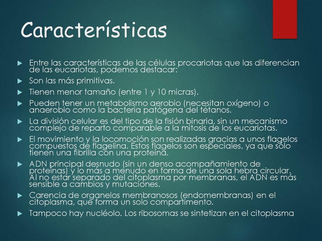 Características Entre las características de las células procariotas que las diferencian de las eucariotas, podemos destacar: