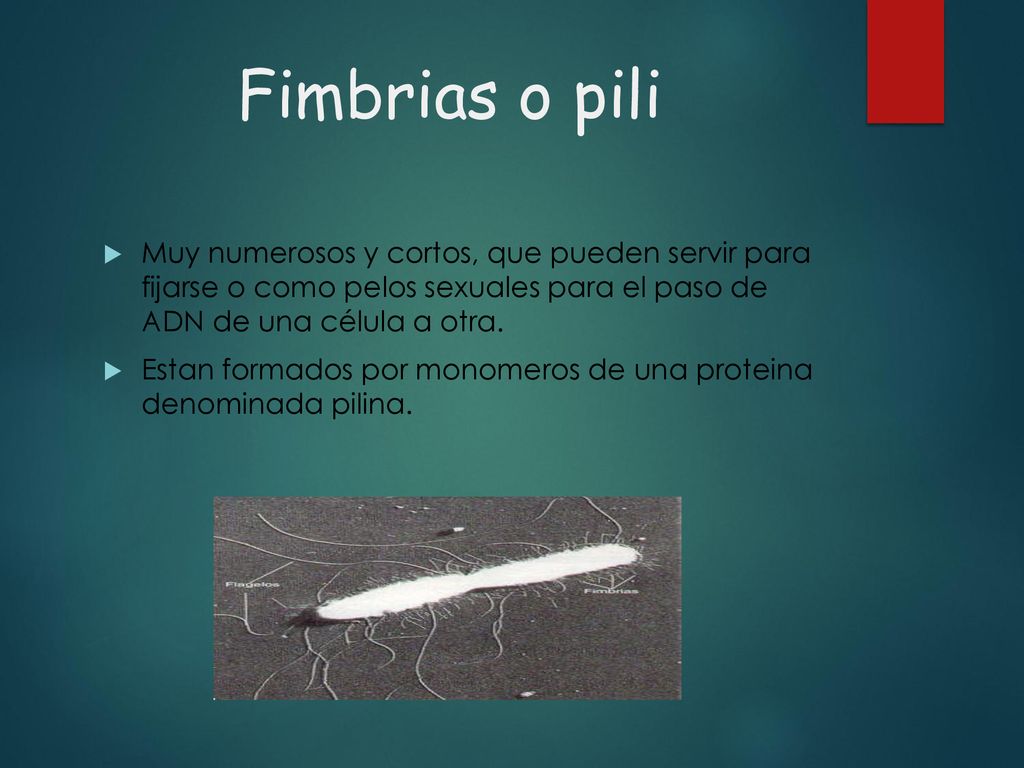 Fimbrias o pili Muy numerosos y cortos, que pueden servir para fijarse o como pelos sexuales para el paso de ADN de una célula a otra.