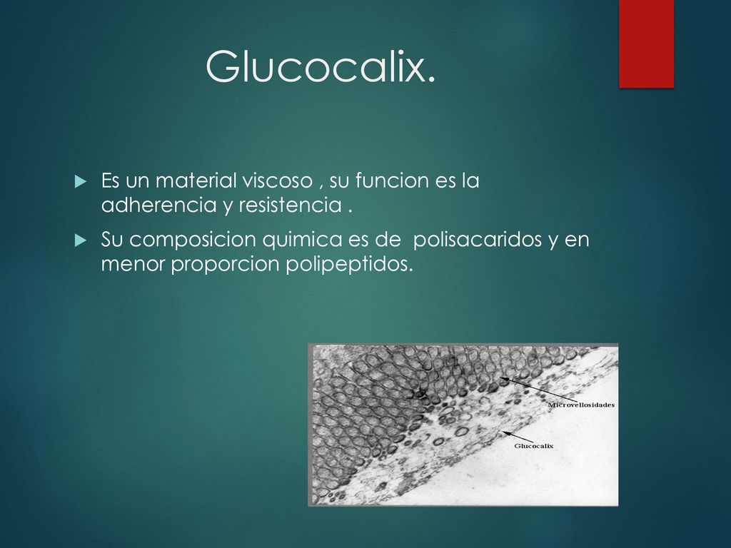 Glucocalix. Es un material viscoso , su funcion es la adherencia y resistencia .