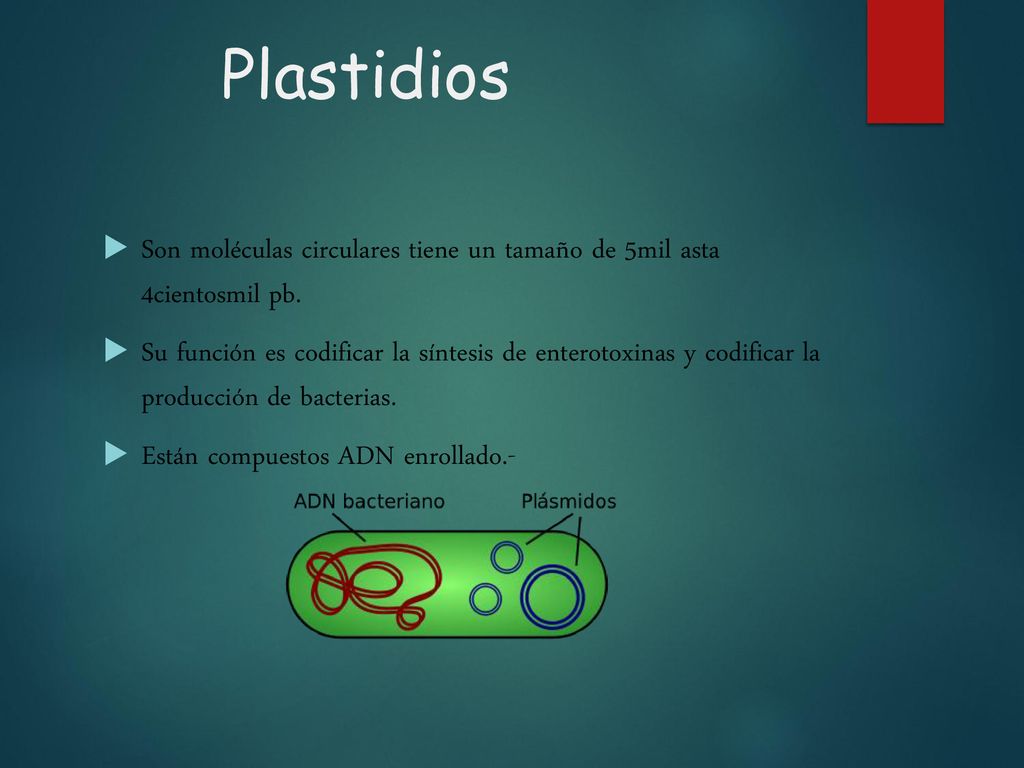 Plastidios Son moléculas circulares tiene un tamaño de 5mil asta 4cientosmil pb.