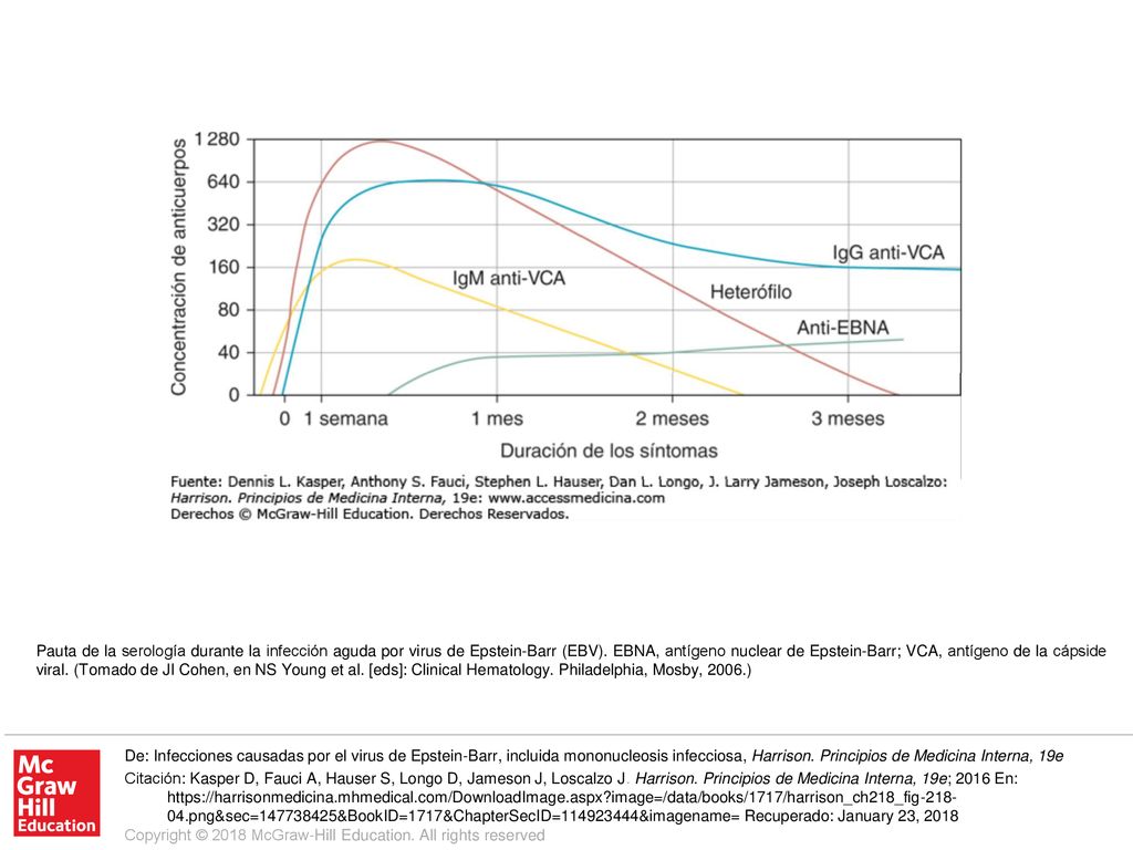 Pauta de la serología durante la infección aguda por virus de Epstein-Barr (EBV). EBNA, antígeno nuclear de Epstein-Barr; VCA, antígeno de la cápside viral. (Tomado de JI Cohen, en NS Young et al. [eds]: Clinical Hematology. Philadelphia, Mosby, 2006.)