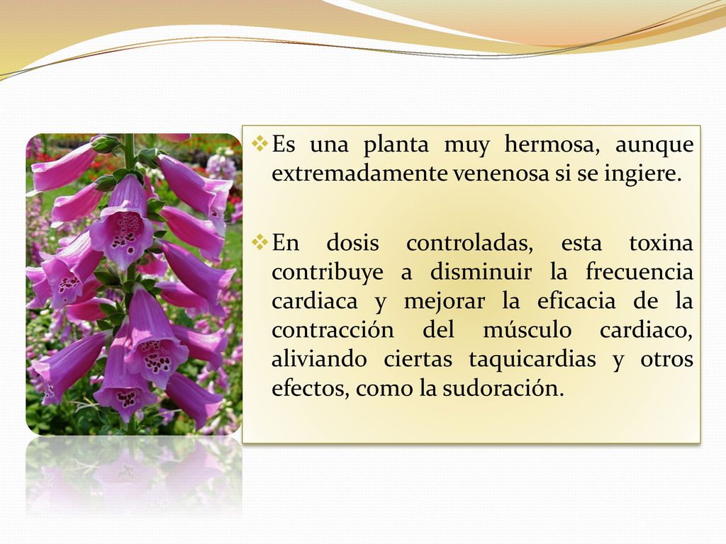 Es una planta muy hermosa, aunque extremadamente venenosa si se ingiere.