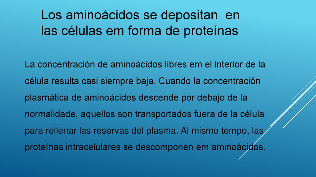 Los aminoácidos se depositan en las células em forma de proteínas