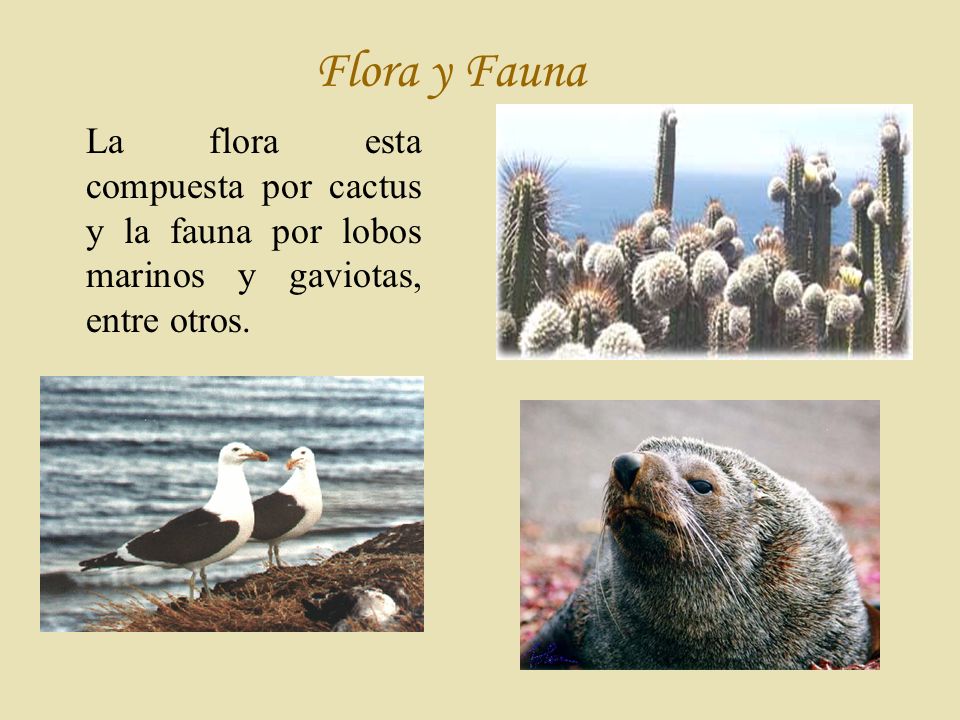 Flora y Fauna La flora esta compuesta por cactus y la fauna por lobos marinos y gaviotas, entre otros.