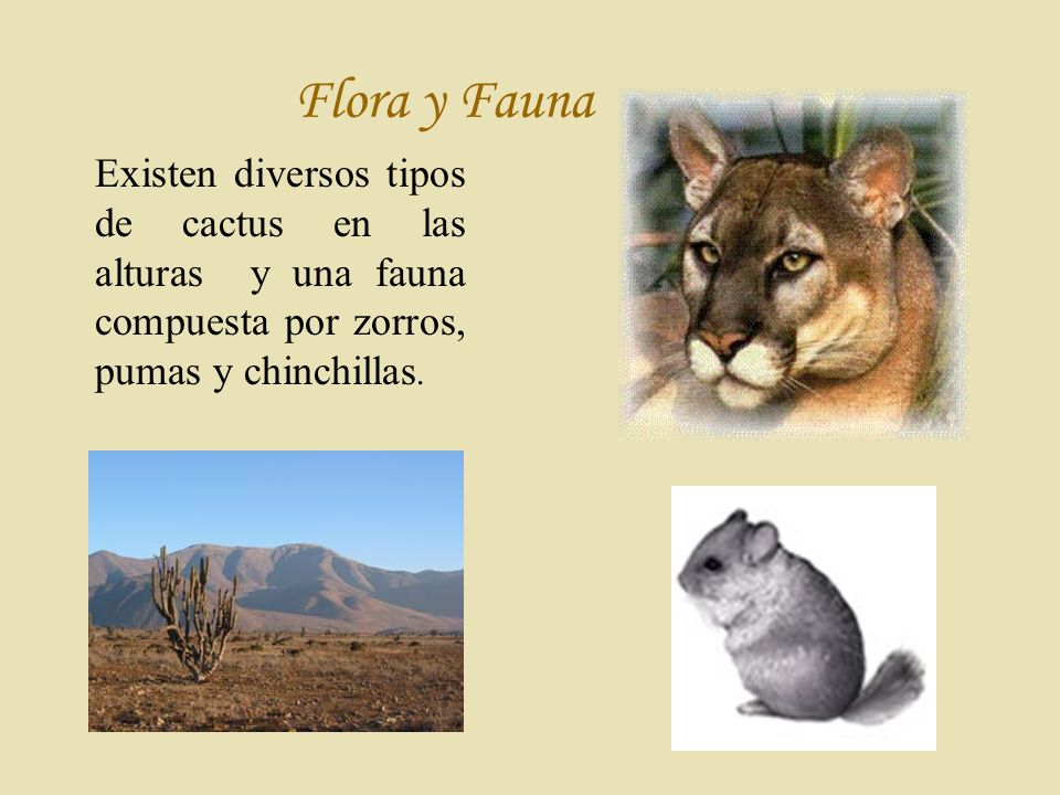 Flora y Fauna Existen diversos tipos de cactus en las alturas y una fauna compuesta por zorros, pumas y chinchillas.