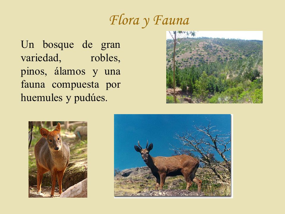 Flora y Fauna Un bosque de gran variedad, robles, pinos, álamos y una fauna compuesta por huemules y pudúes.