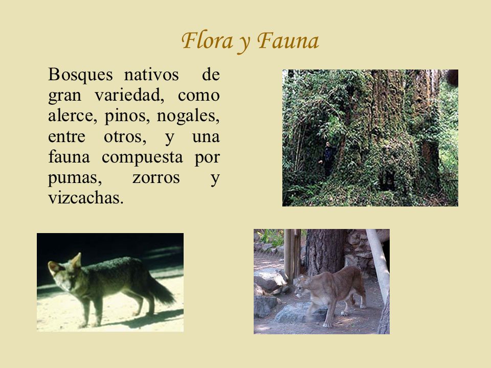 Flora y Fauna Bosques nativos de gran variedad, como alerce, pinos, nogales, entre otros, y una fauna compuesta por pumas, zorros y vizcachas.