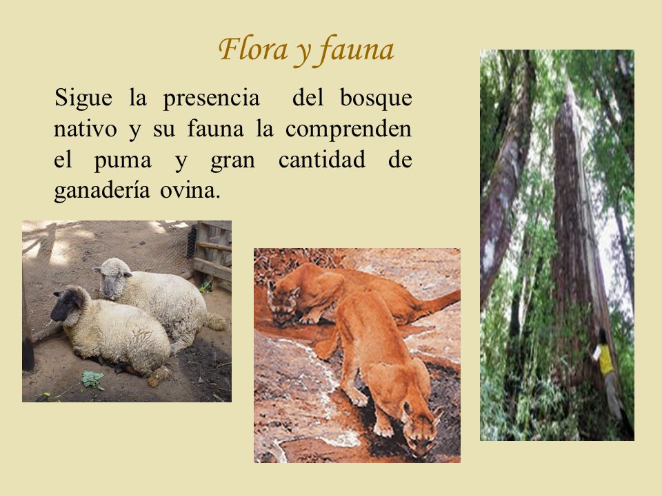 Flora y fauna Sigue la presencia del bosque nativo y su fauna la comprenden el puma y gran cantidad de ganadería ovina.