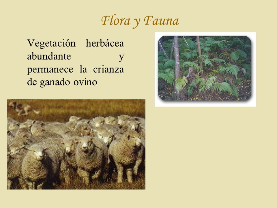 Flora y Fauna Vegetación herbácea abundante y permanece la crianza de ganado ovino