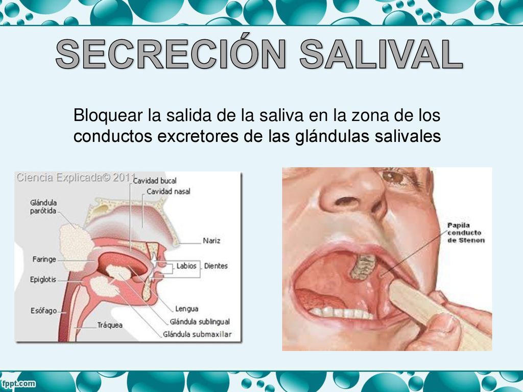 SECRECIÓN SALIVAL Bloquear la salida de la saliva en la zona de los
