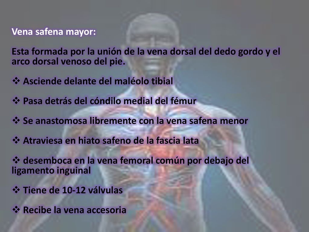 Vena safena mayor: Esta formada por la unión de la vena dorsal del dedo gordo y el arco dorsal venoso del pie.