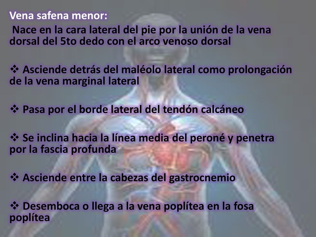Vena safena menor: Nace en la cara lateral del pie por la unión de la vena dorsal del 5to dedo con el arco venoso dorsal.