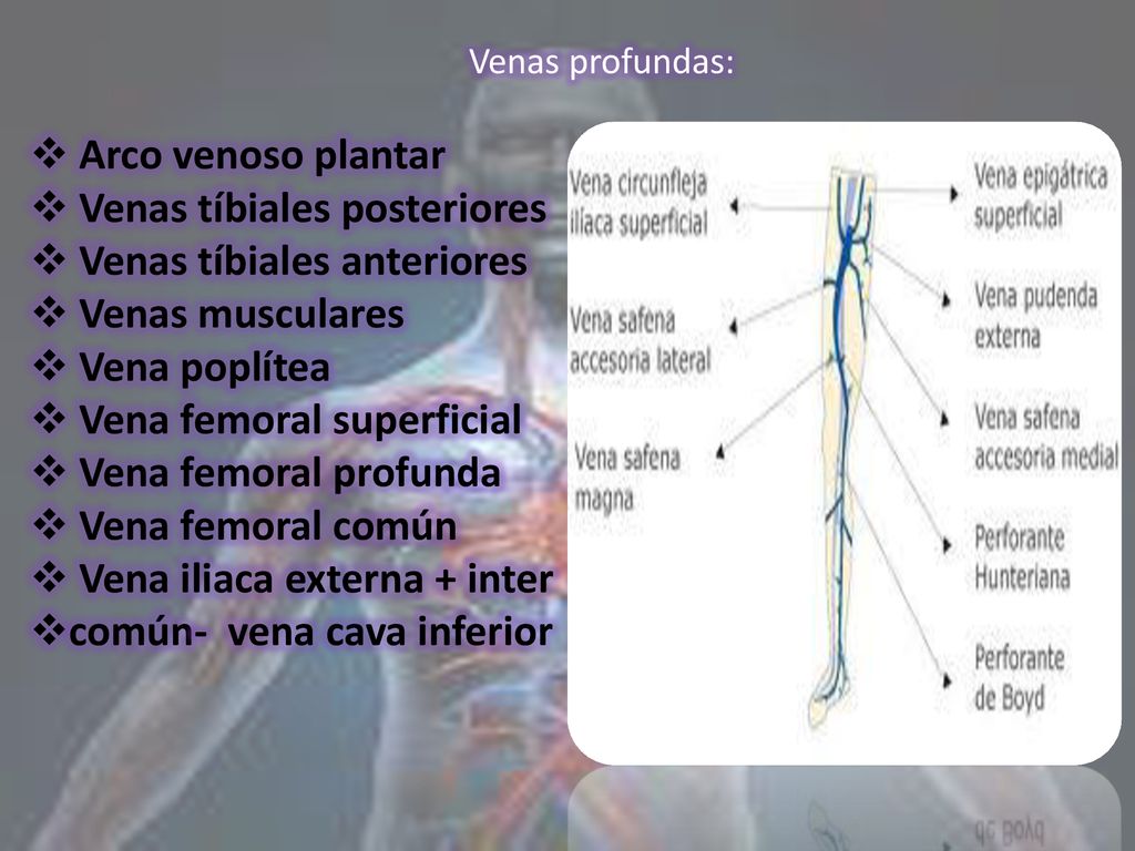 Venas tíbiales posteriores Venas tíbiales anteriores Venas musculares