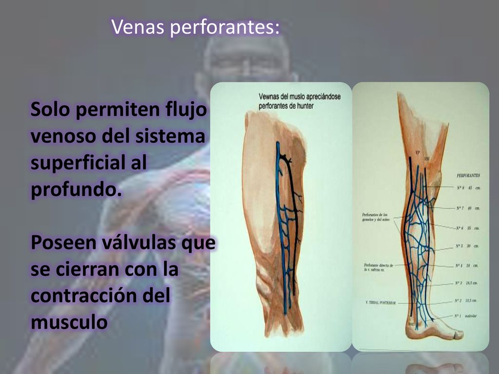 Venas perforantes: Solo permiten flujo venoso del sistema superficial al profundo.