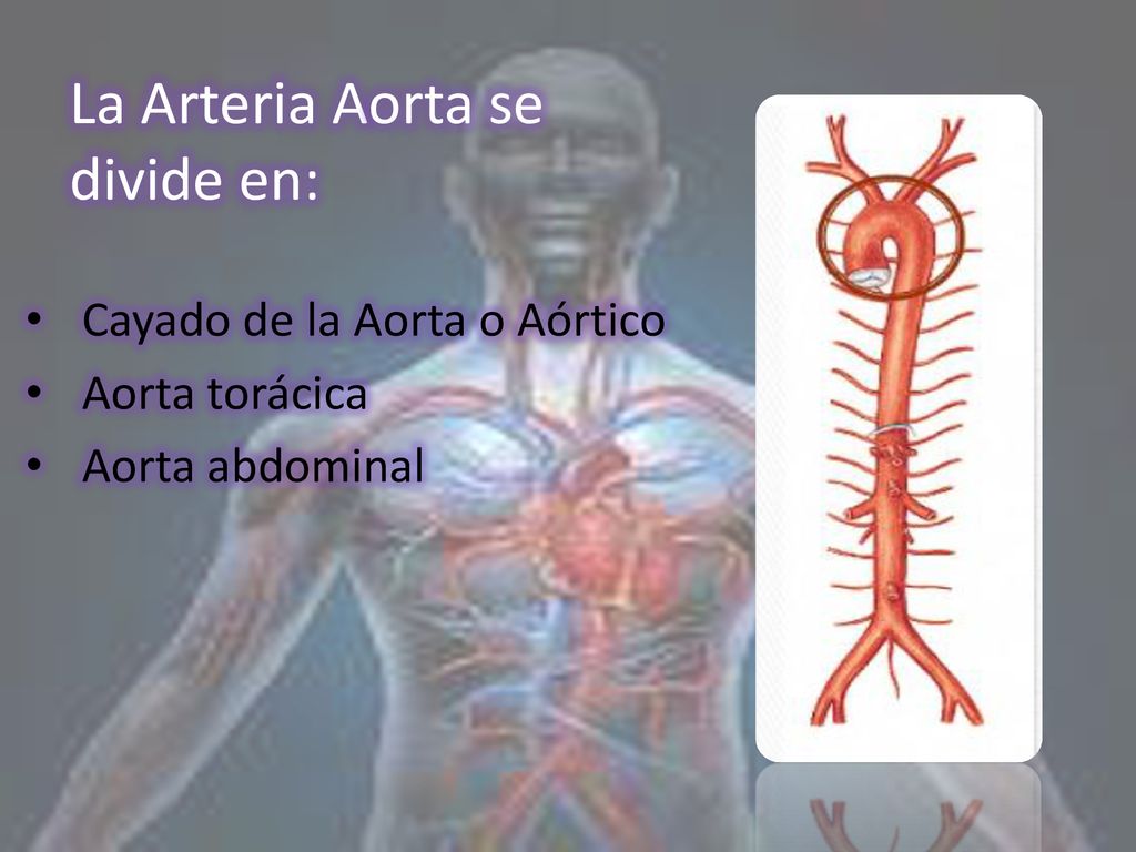 Cayado de la Aorta o Aórtico Aorta torácica Aorta abdominal