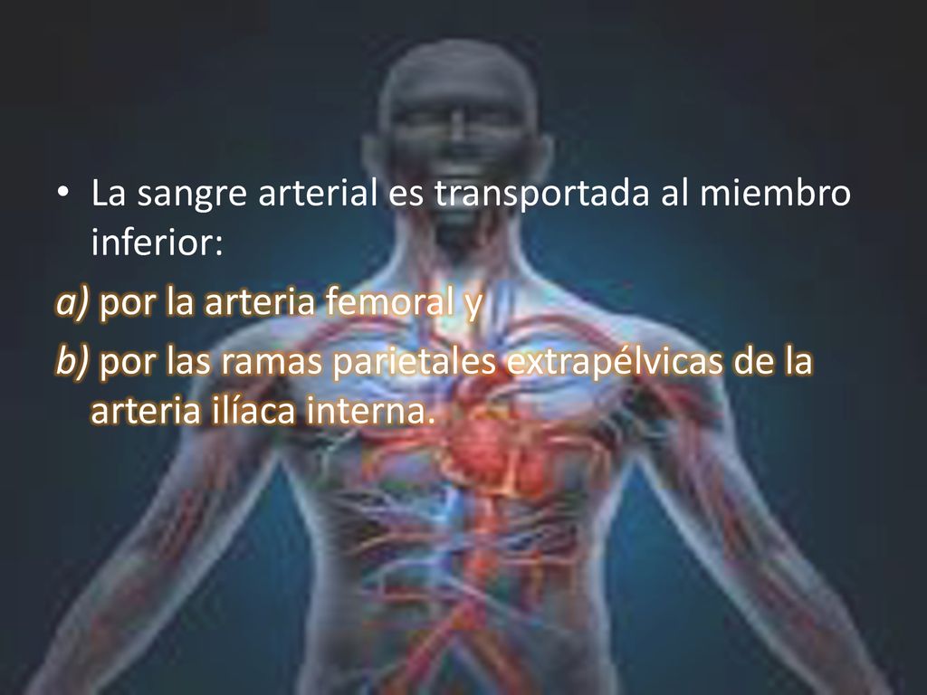 La sangre arterial es transportada al miembro inferior: