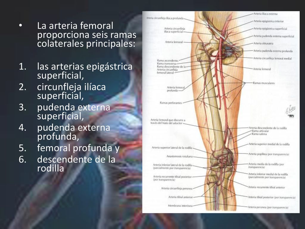 La arteria femoral proporciona seis ramas colaterales principales: