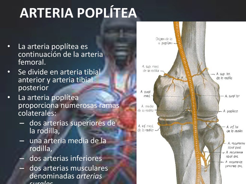 ARTERIA POPLÍTEA La arteria poplítea es continuación de la arteria femoral. Se divide en arteria tibial anterior y arteria tibial posterior.