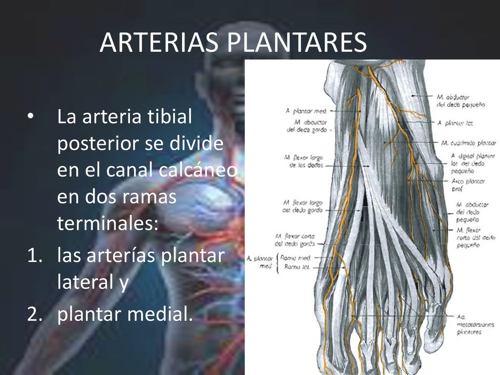 ARTERIAS PLANTARES La arteria tibial posterior se divide en el canal calcáneo en dos ramas terminales:
