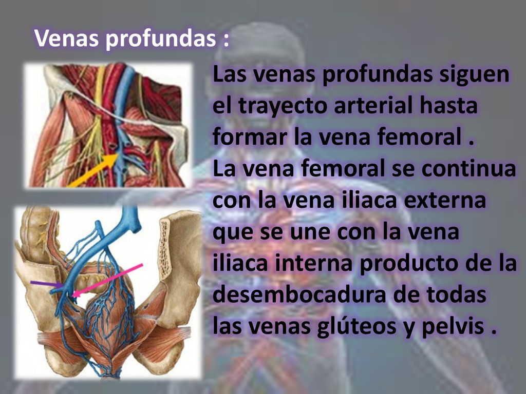 Venas profundas : Las venas profundas siguen el trayecto arterial hasta formar la vena femoral .