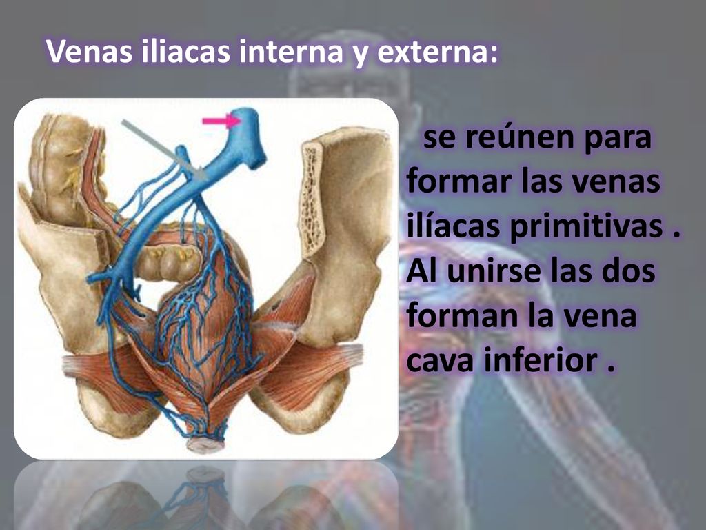 se reúnen para formar las venas ilíacas primitivas .