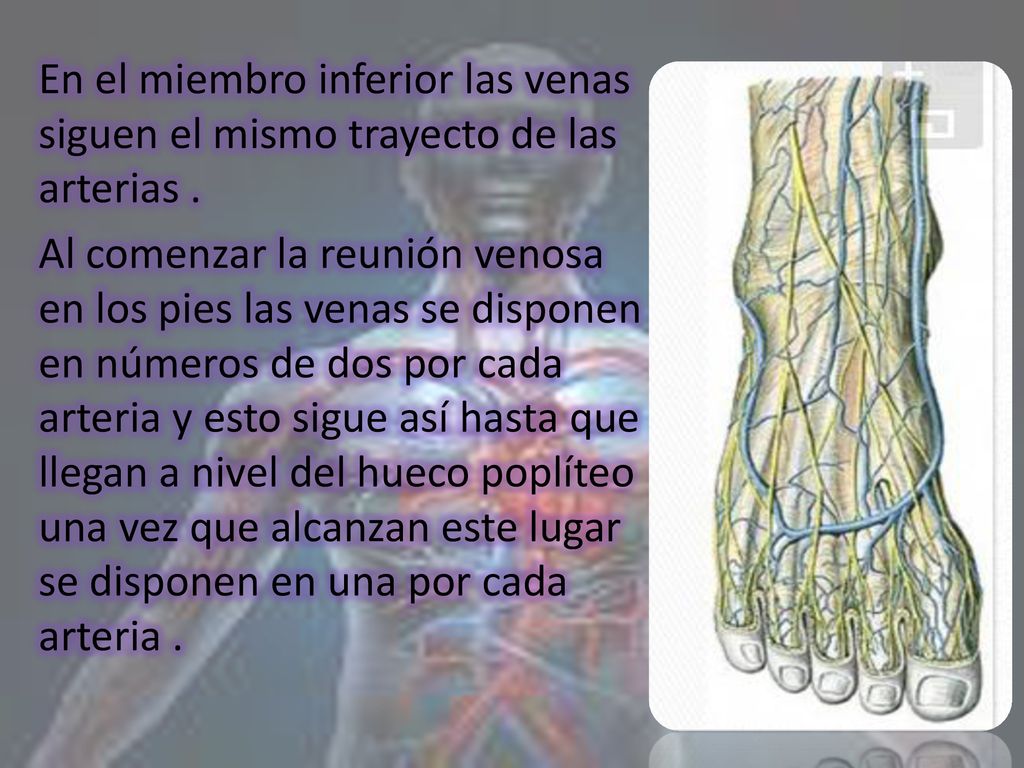 En el miembro inferior las venas siguen el mismo trayecto de las arterias .