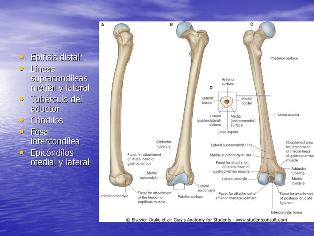 Epífisis distal: Líneas supracondíleas medial y lateral. Tubérculo del aductor. Cóndilos. Fosa intercondílea.