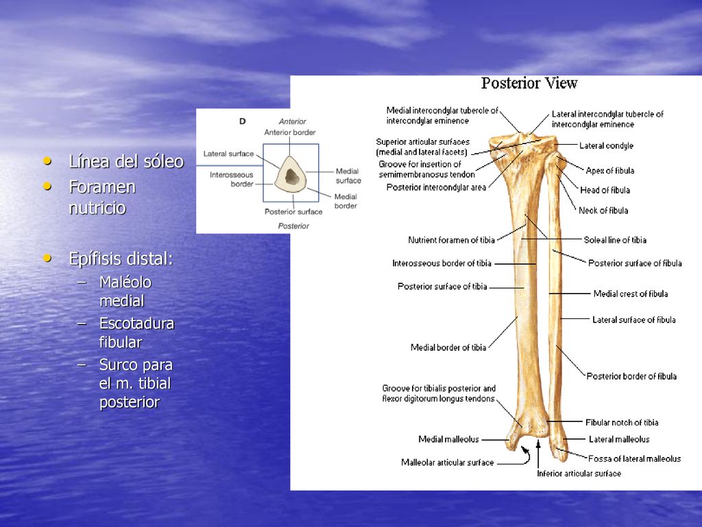 Línea del sóleo Foramen nutricio Epífisis distal: Maléolo medial