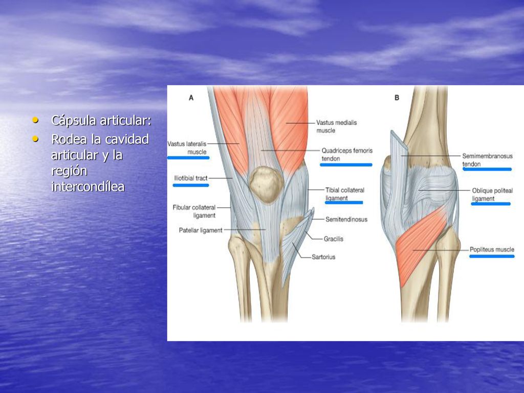 Cápsula articular: Rodea la cavidad articular y la región intercondílea
