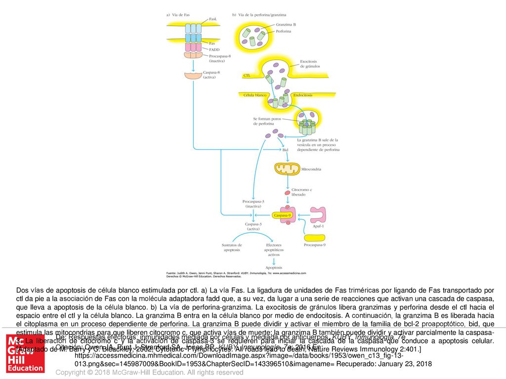 Dos vías de apoptosis de célula blanco estimulada por ctl