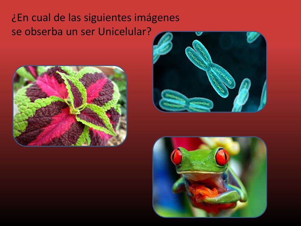 ¿En cual de las siguientes imágenes se obserba un ser Unicelular