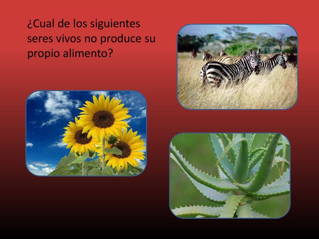 ¿Cual de los siguientes seres vivos no produce su propio alimento