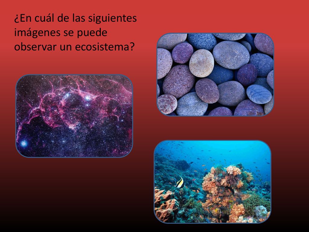 ¿En cuál de las siguientes imágenes se puede observar un ecosistema