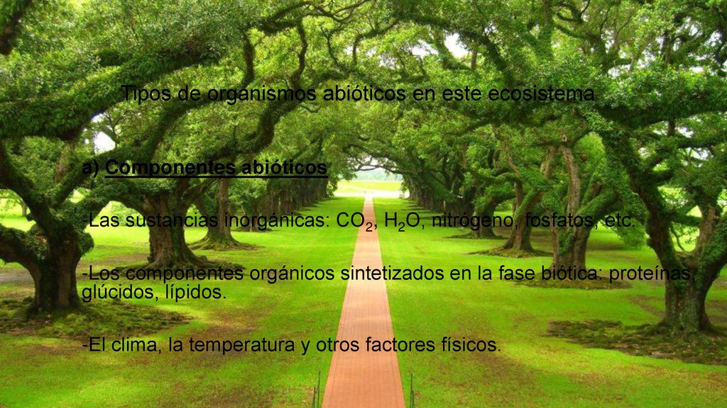 Tipos de organismos abióticos en este ecosistema