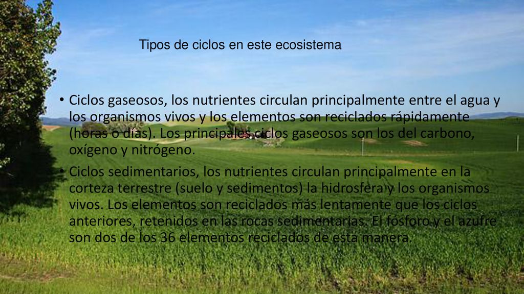Tipos de ciclos en este ecosistema