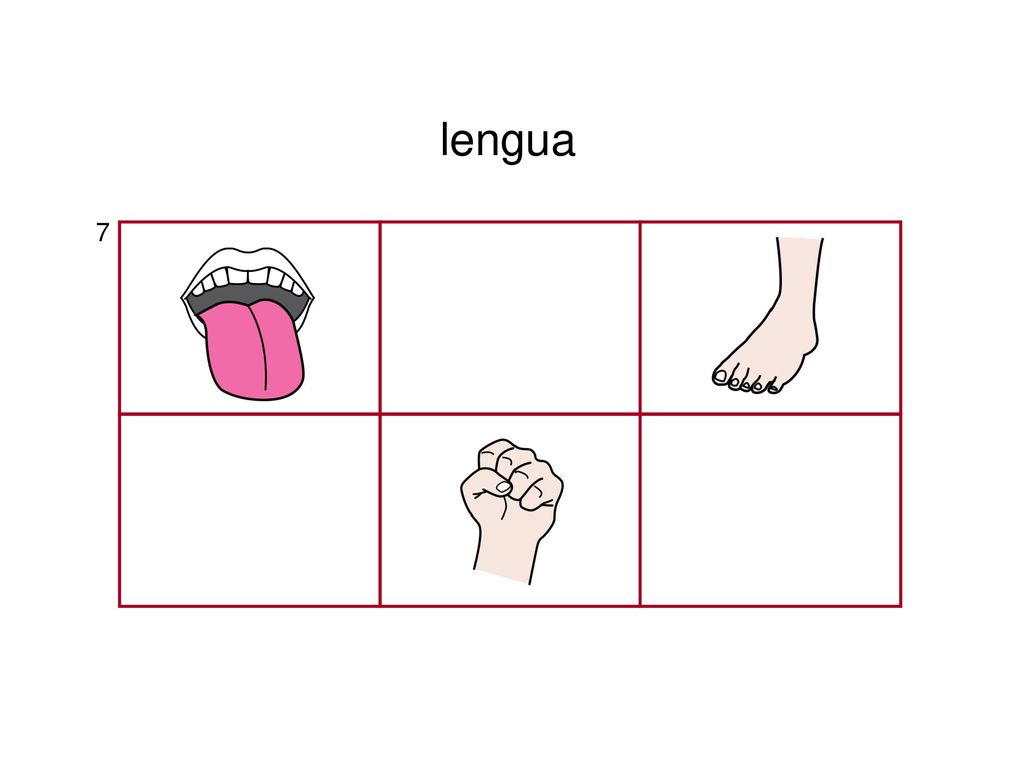 lengua 7