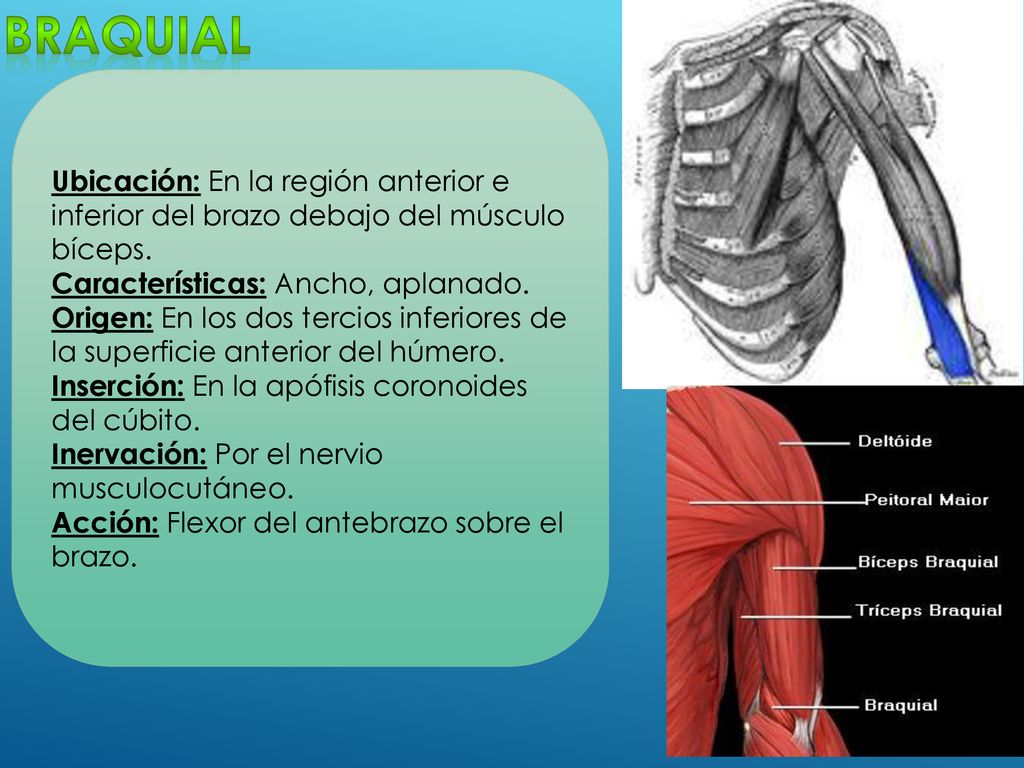 braquial Ubicación: En la región anterior e inferior del brazo debajo del músculo bíceps. Características: Ancho, aplanado.