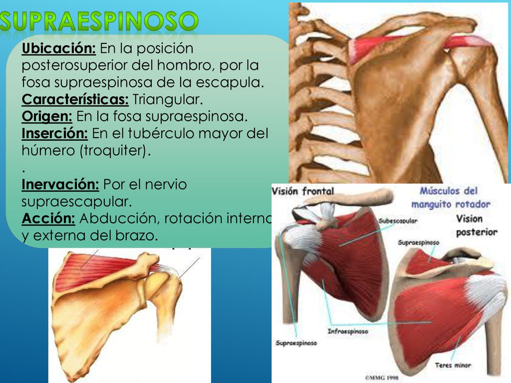supraespinoso Ubicación: En la posición posterosuperior del hombro, por la fosa supraespinosa de la escapula.