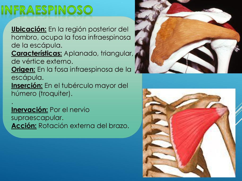 infraespinoso Ubicación: En la región posterior del hombro, ocupa la fosa infraespinosa de la escápula.