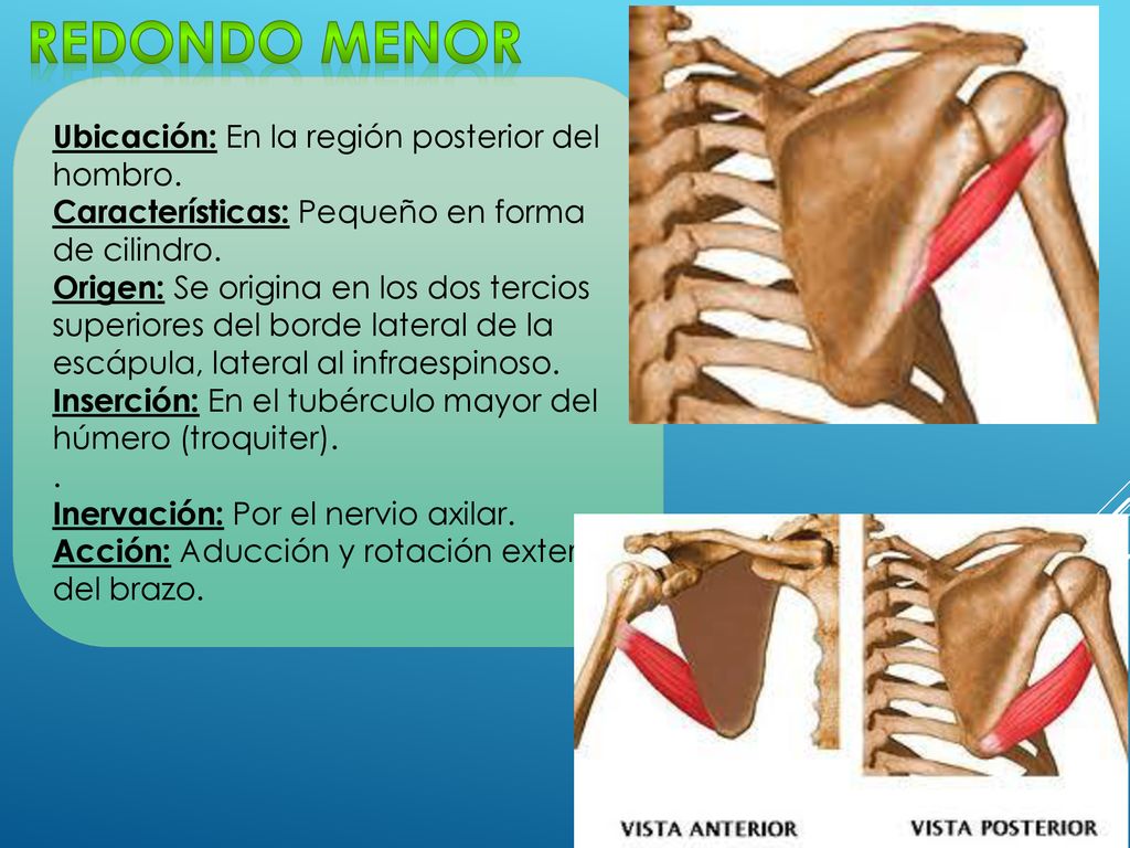Redondo menor Ubicación: En la región posterior del hombro.